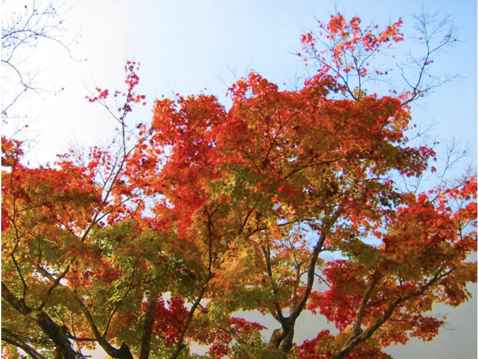 紅葉の写真