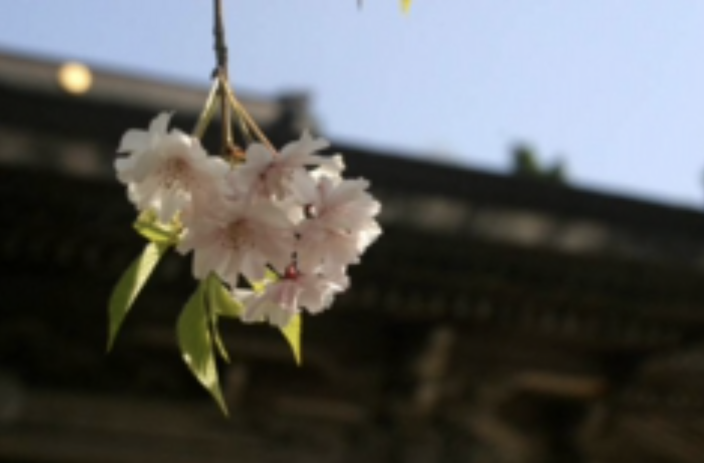 桜の写真
